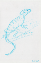 Lizard Sketch